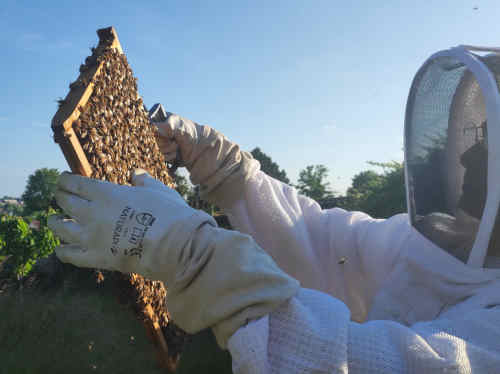 Photo du rucher : AuRucher01