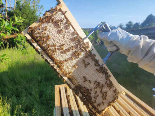 Photo du rucher : AuRucher03