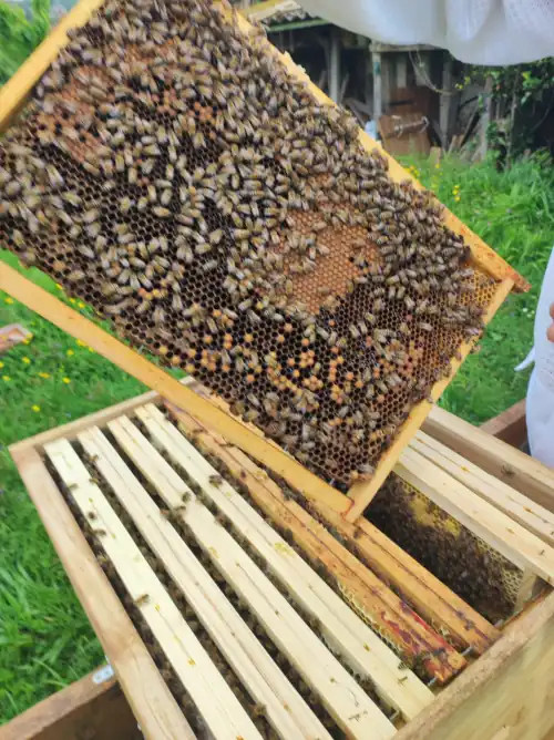 Photo du rucher : IMG-20250427-WA0005