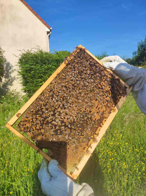 Photo du rucher : IMG-20250519-WA0026