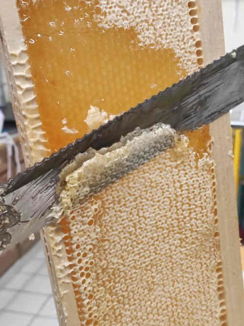 Photo du rucher : IMG-20250616-WA0001