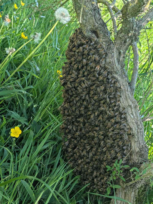 Photo du rucher : PXL_20250429